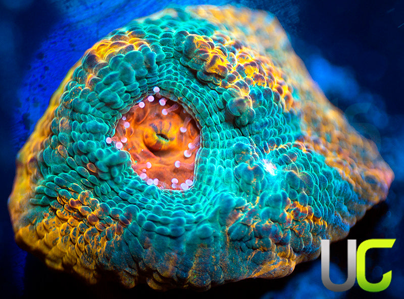 UC Pop Rocks Chalice