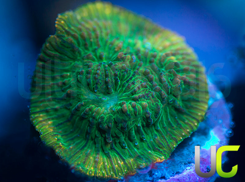 UC Headless Horseman Lepto