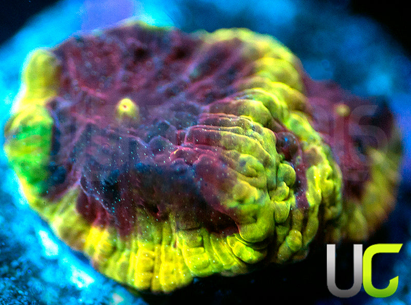 UC Sour Power Favites