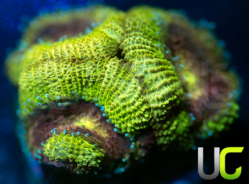 UC Pink Flamingo Micro Amakusensis