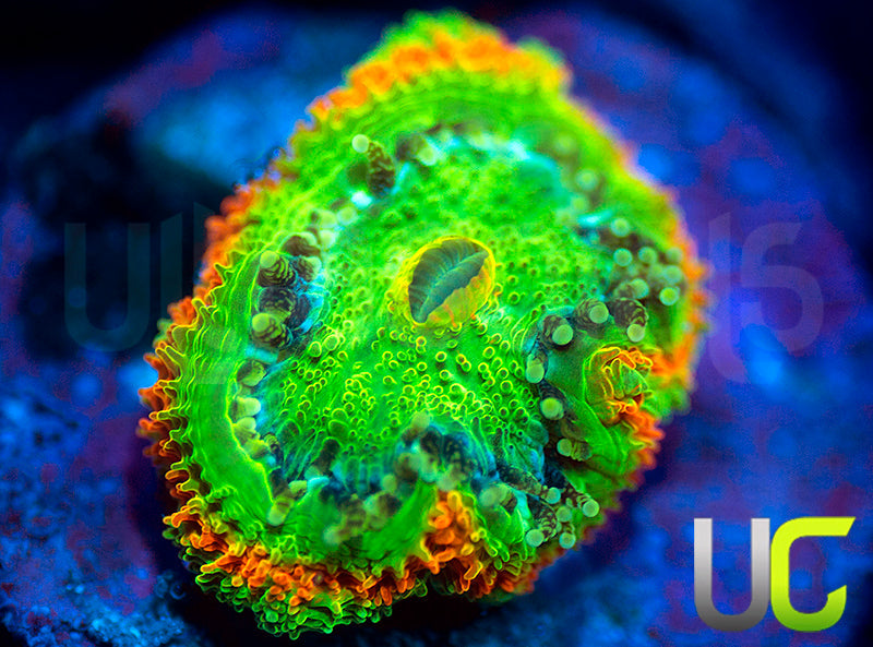 UC Caterpillar Killer Micro Amakusensis