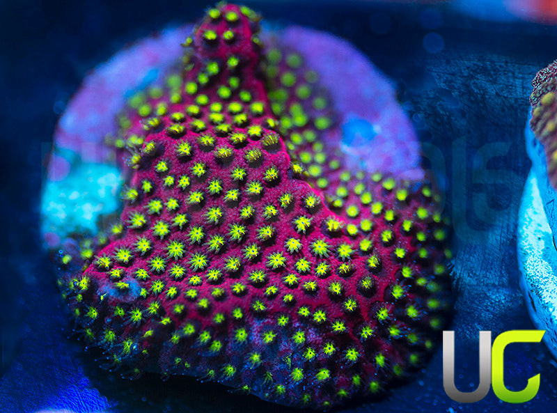 UC Raspberry Pie Stylo