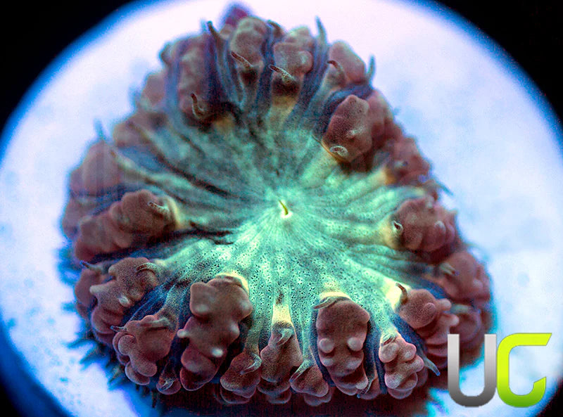 UC Wonder Woman Blasto