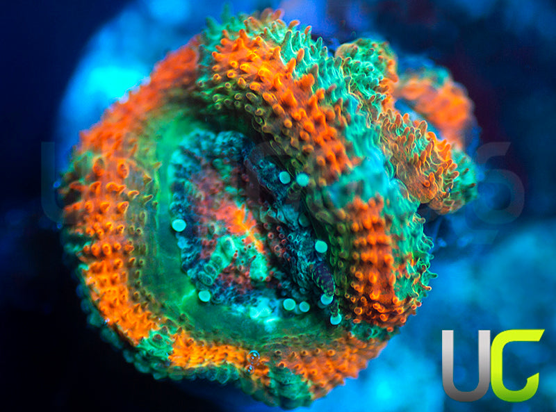 UC Carousel Micro Amakusensis