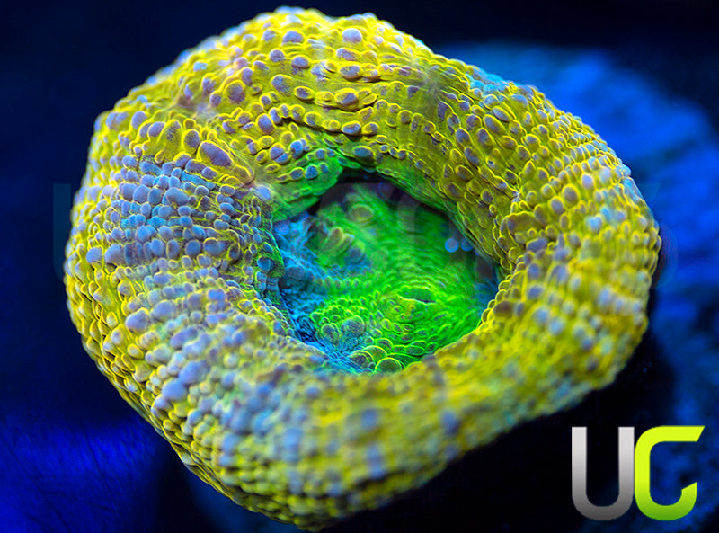 UC Highlighter Bower