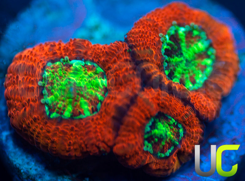 UC Dragon Slayer Micro Amakusensis