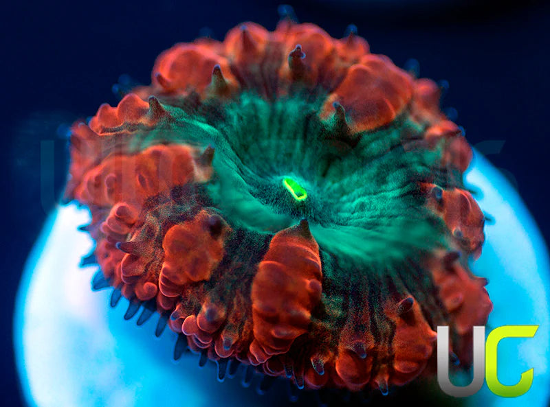 UC Home Stretch Blasto