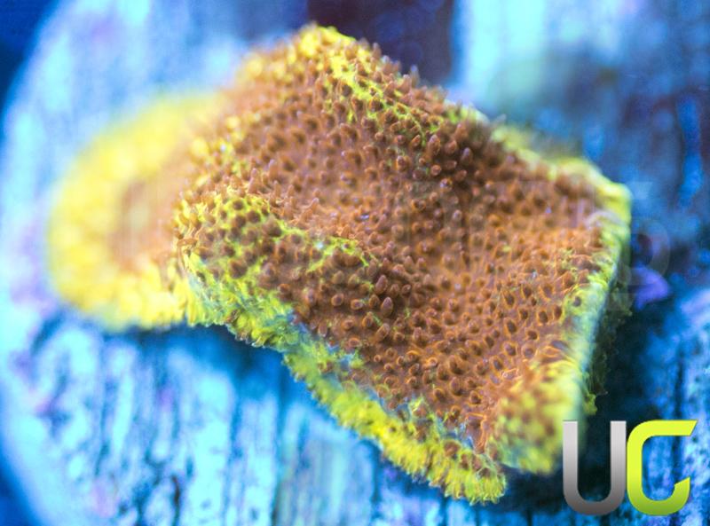 UC Branching Mean Streak Psammocora