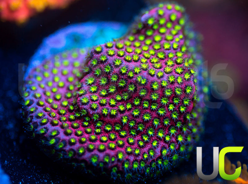 UC Raspberry Pie Stylo