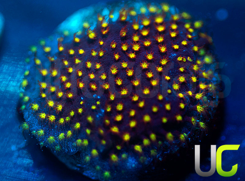 UC Flamethrower Stylo