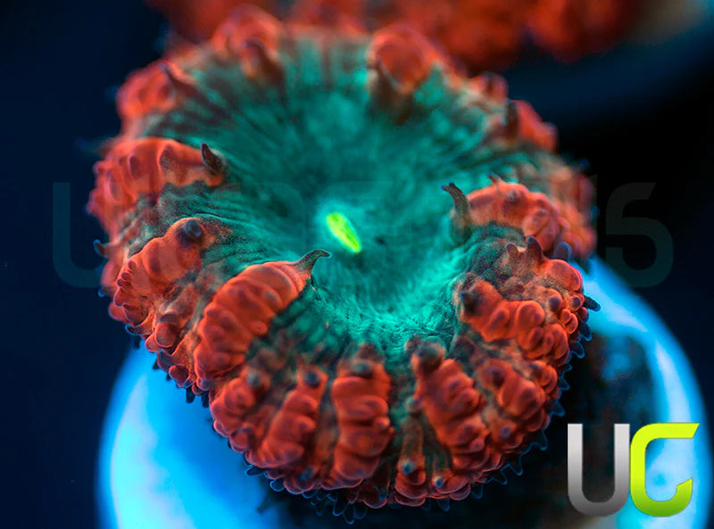 UC Home Stretch Blasto