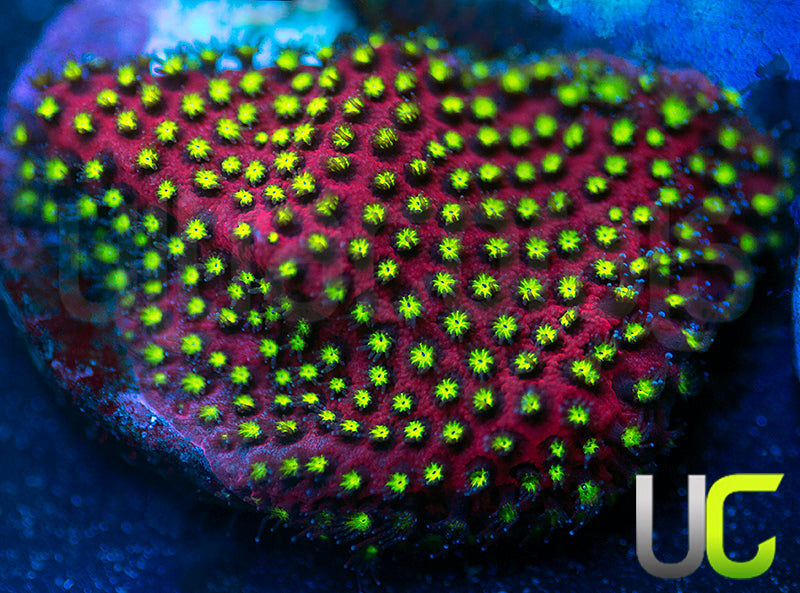 UC Raspberry Pie Stylo