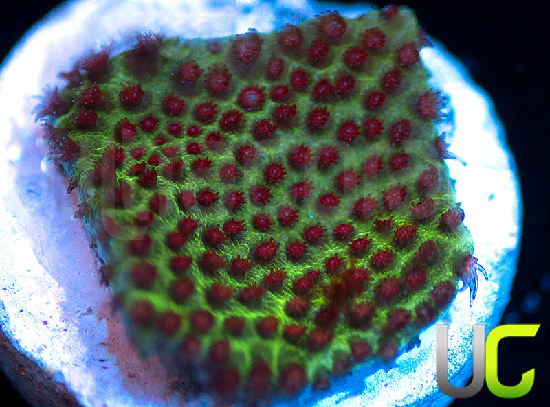 UC The Grinch Porites