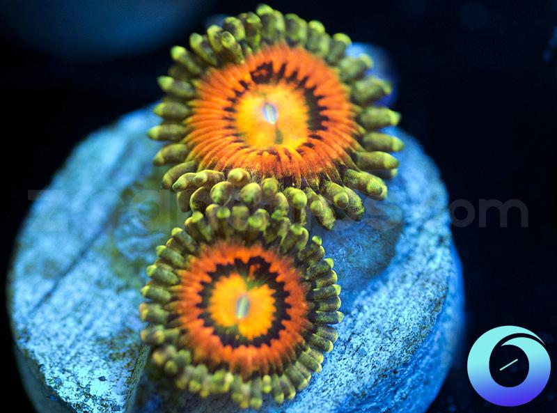 Rainbow Incinerators