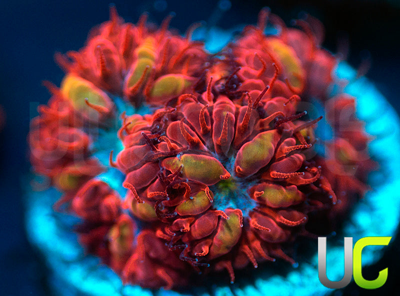 UC Blue Ravens Blasto