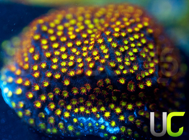 UC Flamethrower Stylo