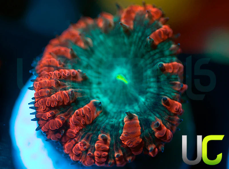 UC Home Stretch Blasto