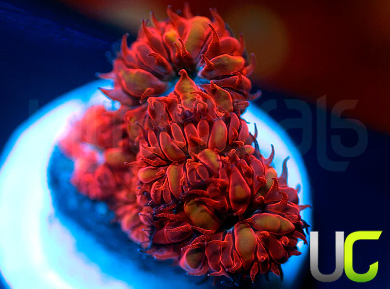 UC Blue Ravens Blastos