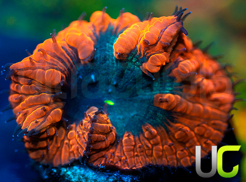 UC Deep Ember Blasto