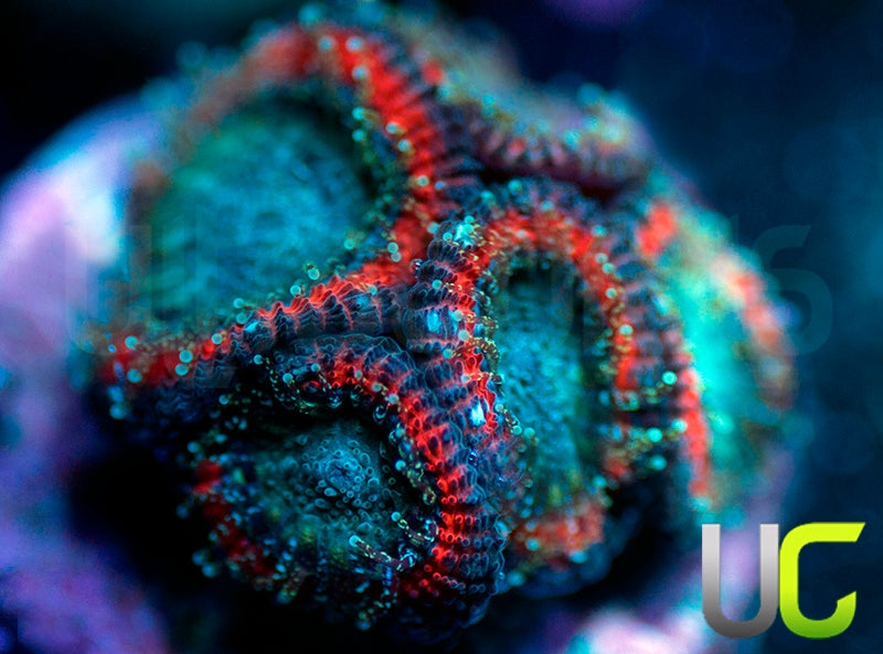 UC Superhero Micro Amakusensis