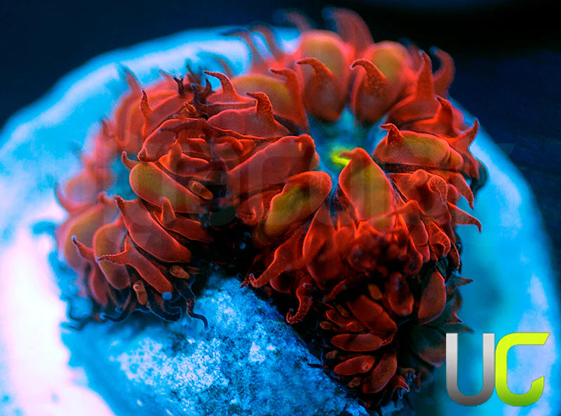 UC Blue Ravens Blastos