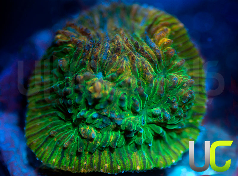 UC Headless Horseman Lepto