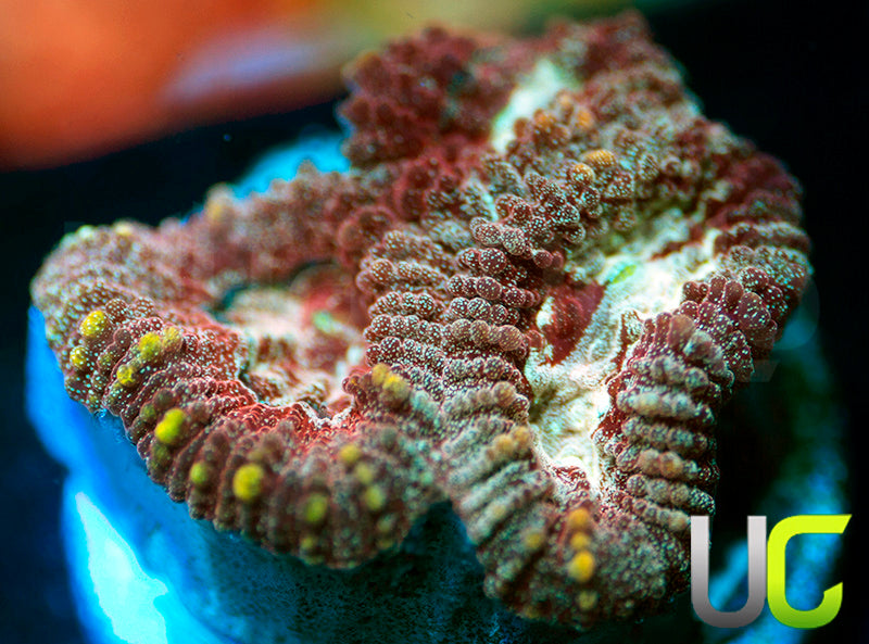 UC Blood Splash Favia