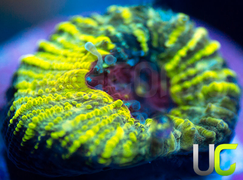 UC Electric Honeycomb