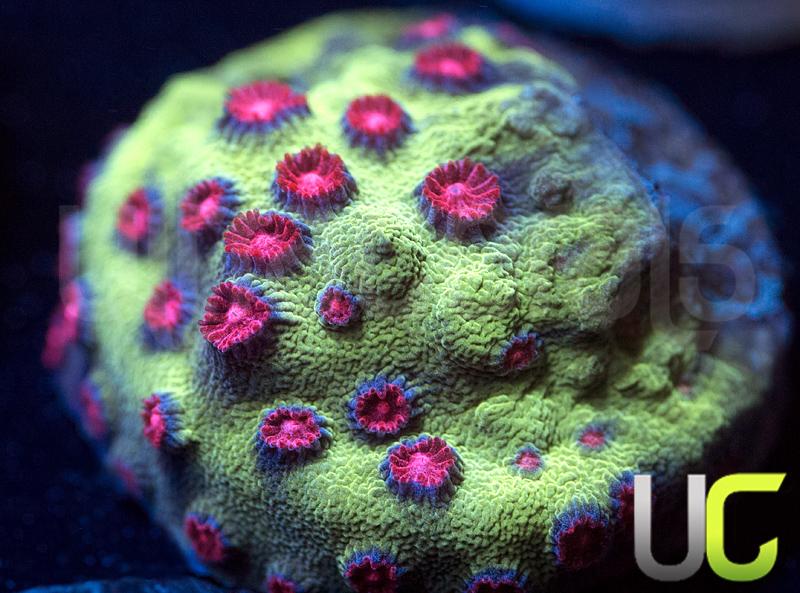 JF Alien Pox Cyphastrea