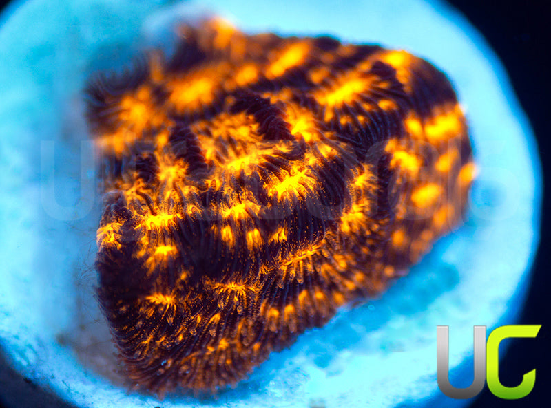 New Release: UC Blinding Lights Psammocora