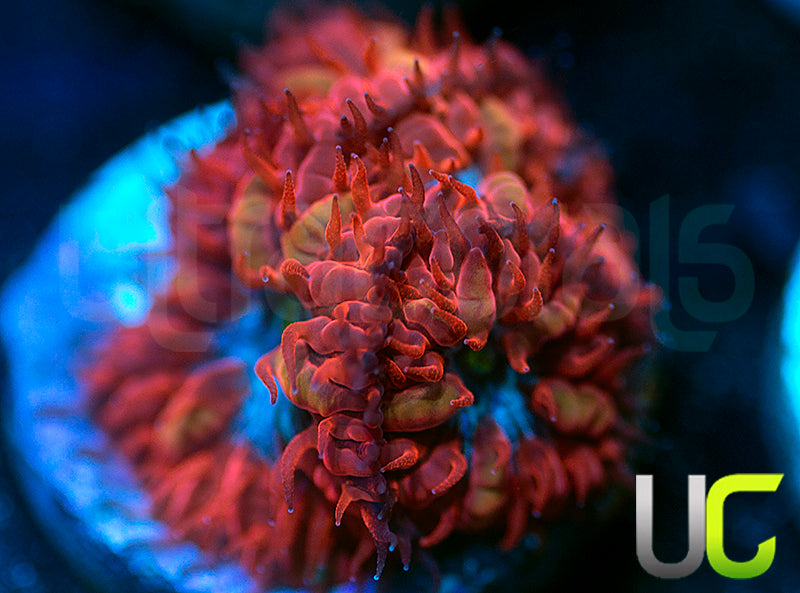 UC Blue Raven Blastos