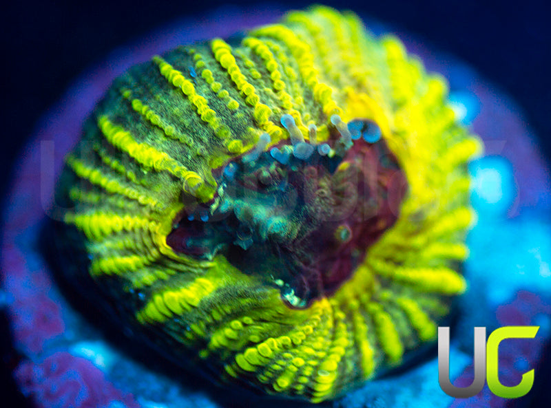 UC Electric Honeycomb