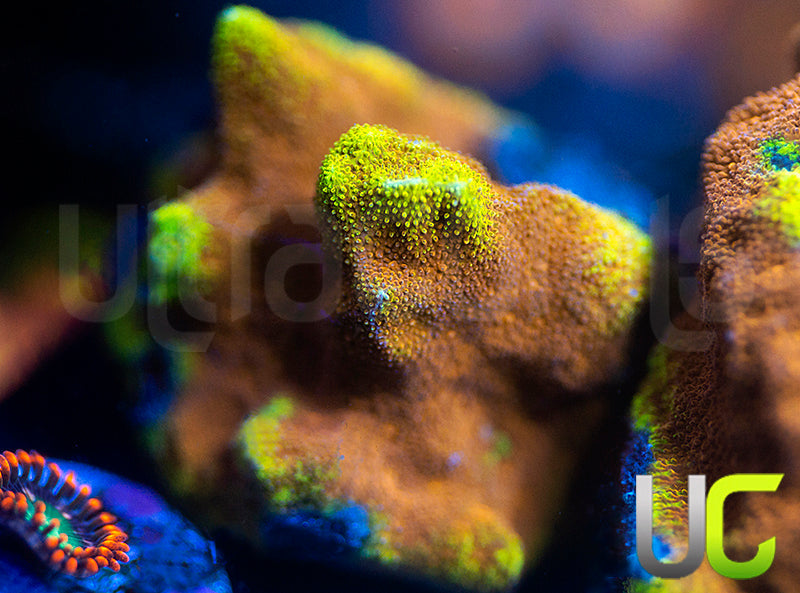 UC Mean Streak Branching Psammocora