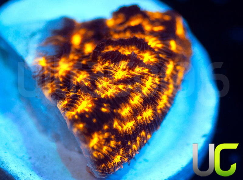 New Release: UC Blinding Lights Psammocora