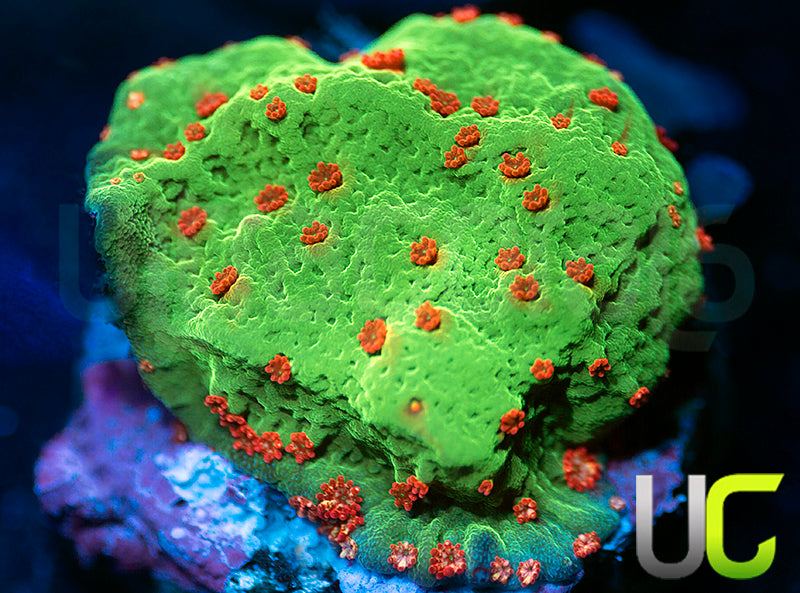 UC Alabama Slammer Monti