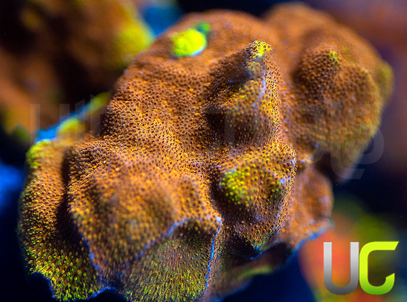 UC Mean Streak Branching Psammocora