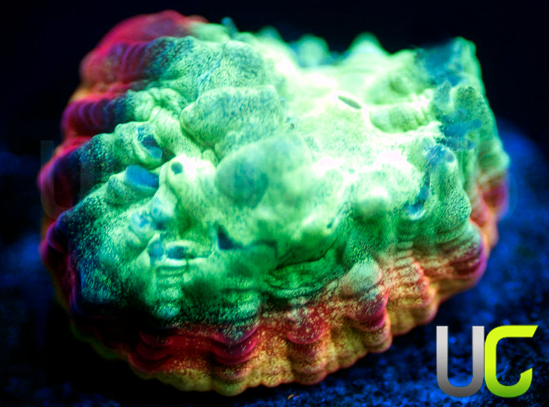 JF Psycho Rainbow Rim Favia