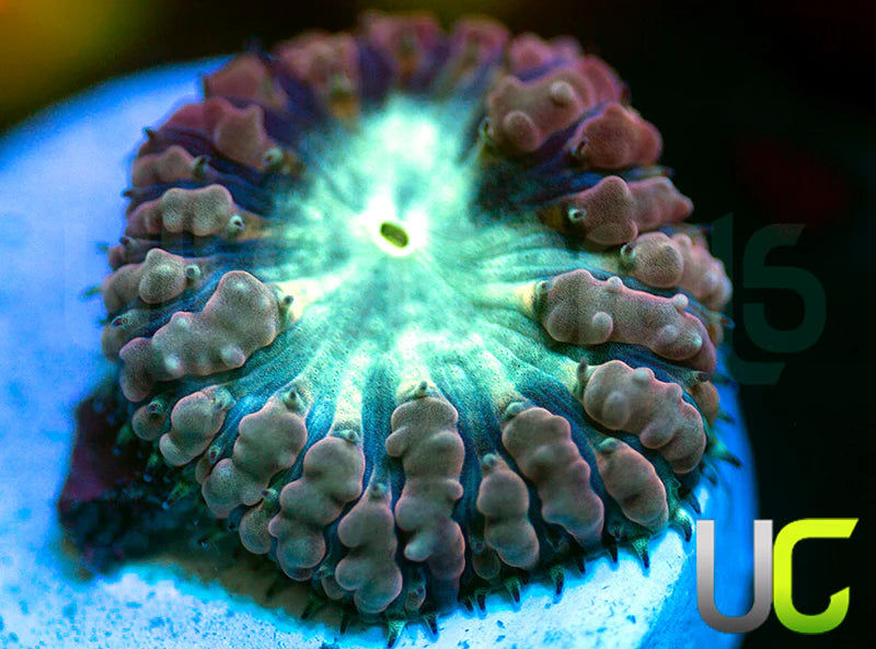 UC Wonder Woman Blasto