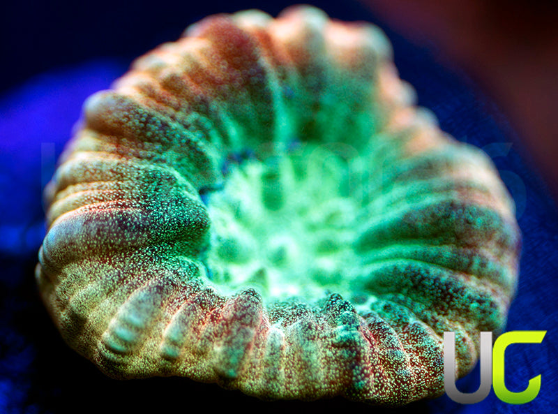 JF Psycho Rainbow Rim Favia