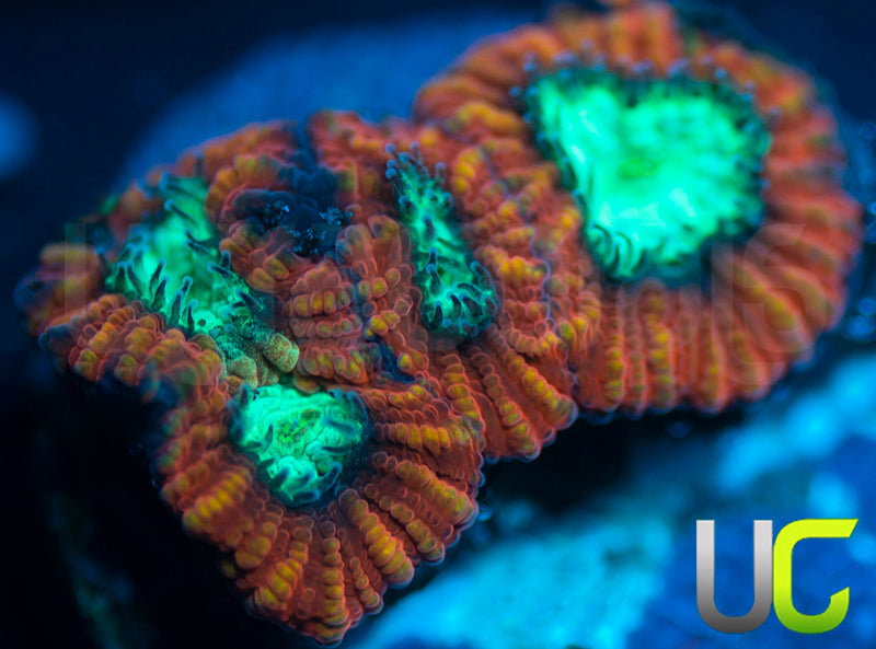 UC Mortal Kombat Dipsastrea