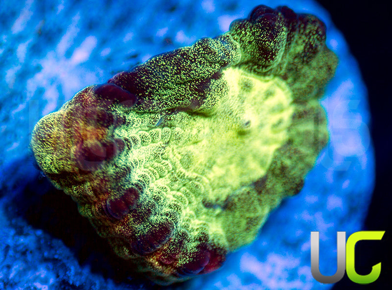 JF Psycho Rainbow Rim Favia