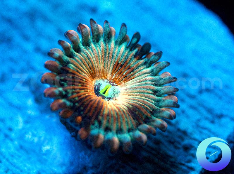 Seduction People Eater