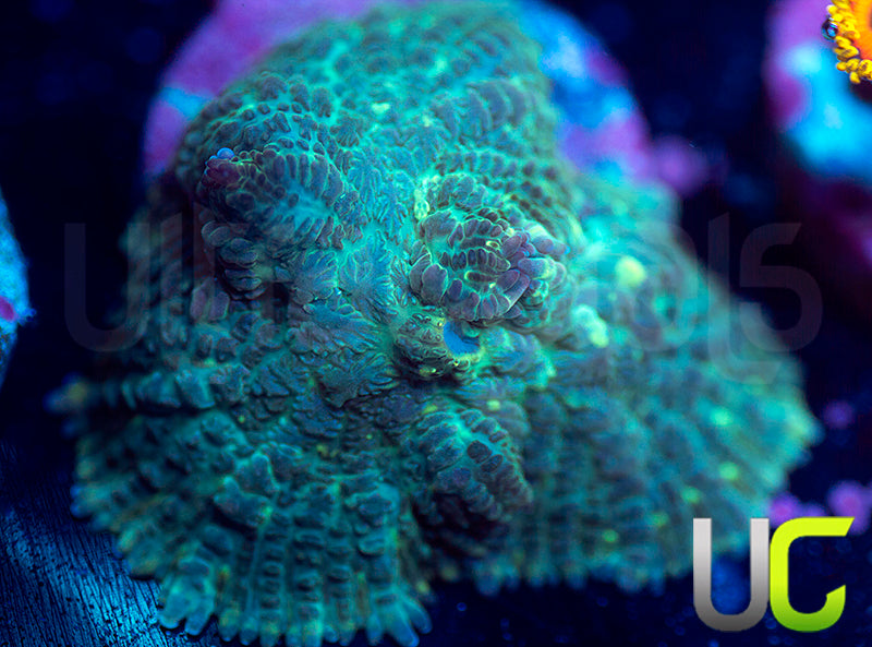 UC Purple Empress Mushroom