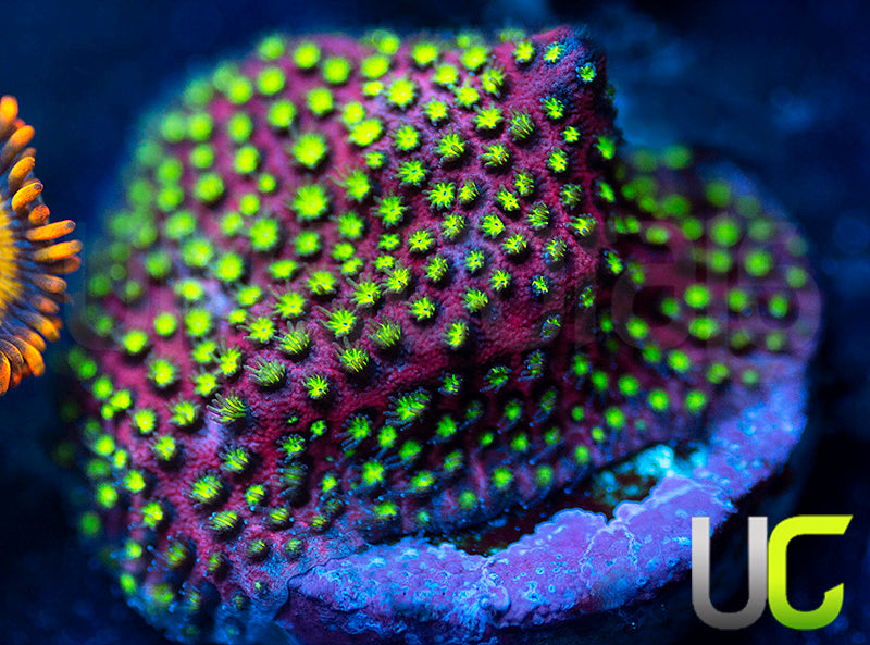 UC Raspberry Pie Stylo