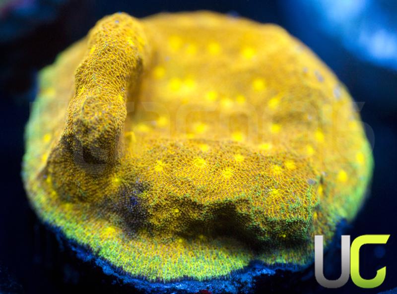 Yellow Yutz Psammocora