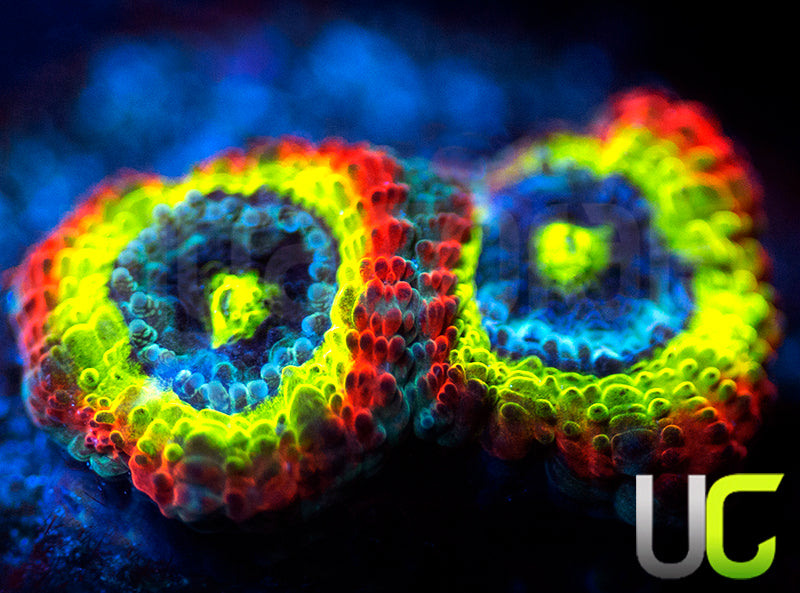 BigR Holy Grail Micro Amakusensis