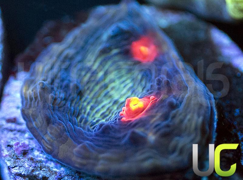 FM Blackberry Chalice