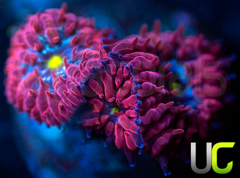 UC Nutcracker Blasto Merletti