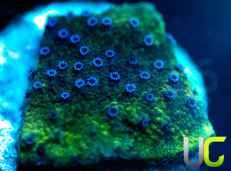 Blue Polka Dot Bikini Monti