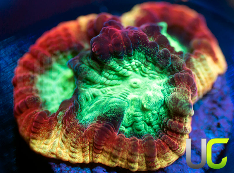 JF Psycho Rainbow Rim Favia